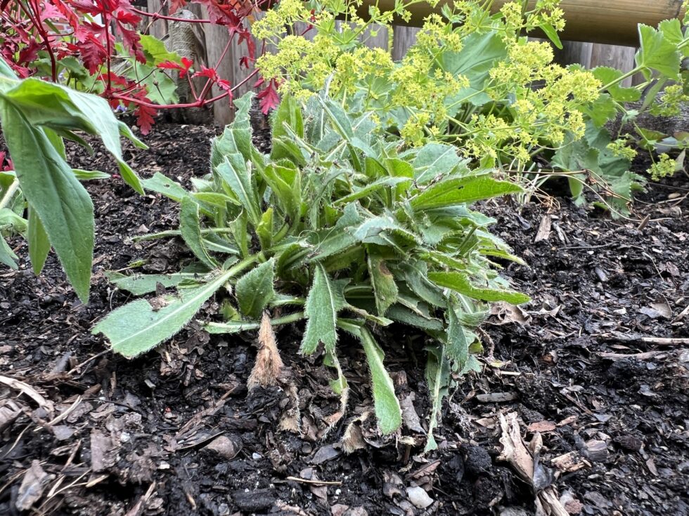 Aangevreten plant door naaktslakken — de typische schade aan zacht blad