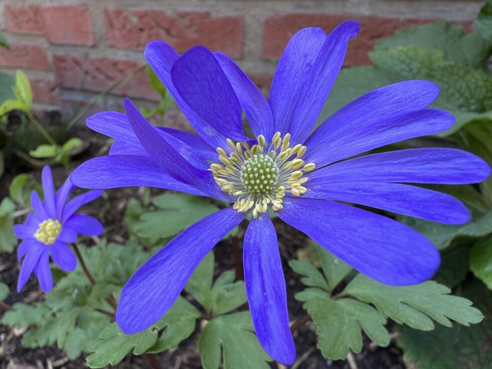 De tuin ontwaakt: wat je nu kunt doen in het vroege voorjaar