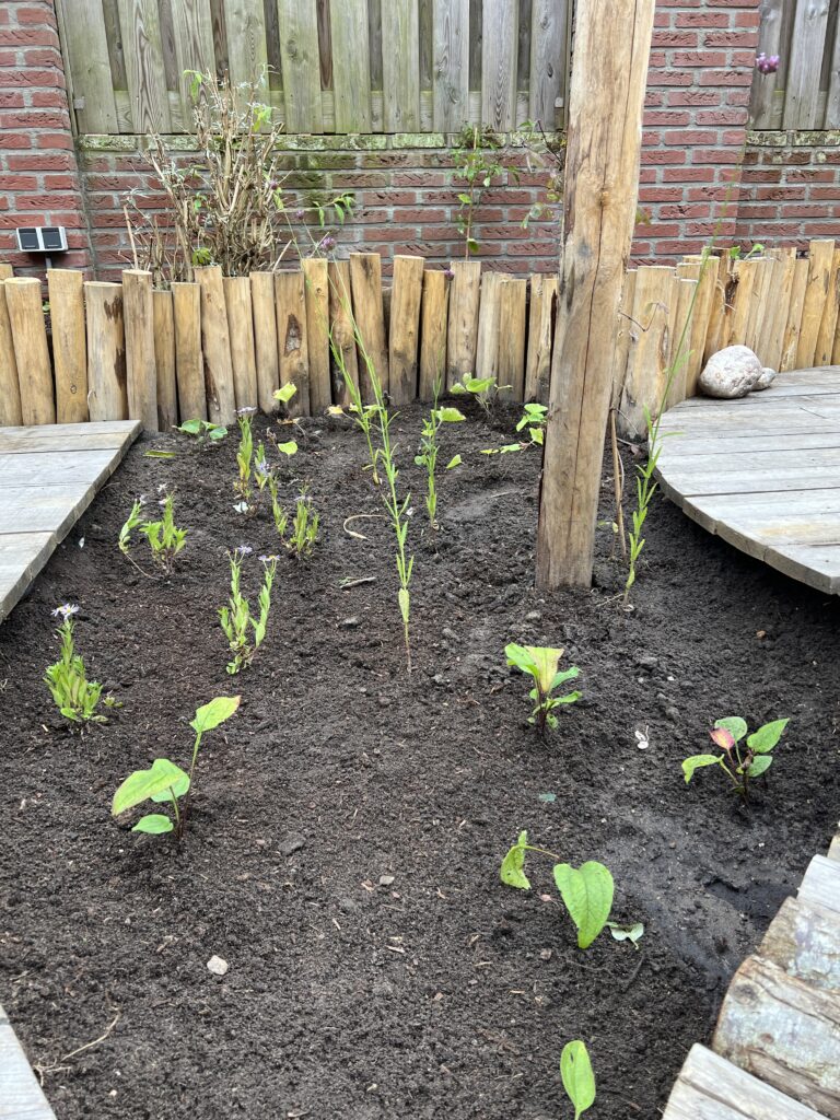 Nieuwe planten in de wadi vinden hun plek tussen spontane groei