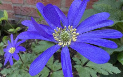 De tuin ontwaakt: hoe het vroege voorjaar je tuin én jou tot leven wekt
