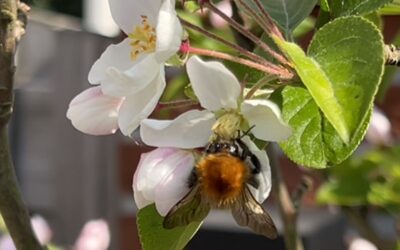 Waarom bijen onze stille tuinhelden zijn — en hoe jij kunt helpen
