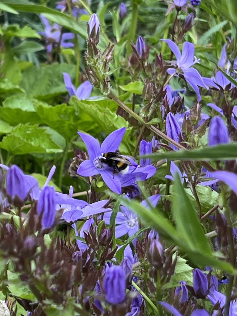Een kruipklokje met een bij