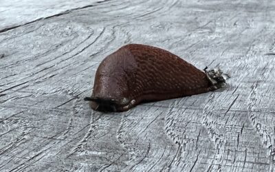 Slakkenalarm! Waarom je ze ’s avonds ziet, wat ze aanrichten en hoe je ze ecologisch bestrijdt