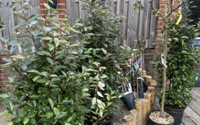 Wat is onkruid en wat hebben we zelf geplant?