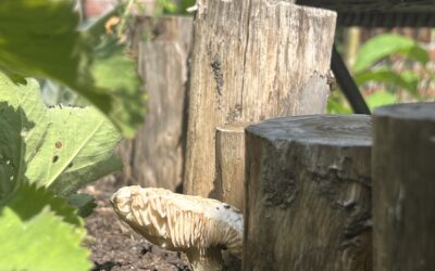 Van slakkeninvasie naar paddenstoelenparade: leven in de bodem